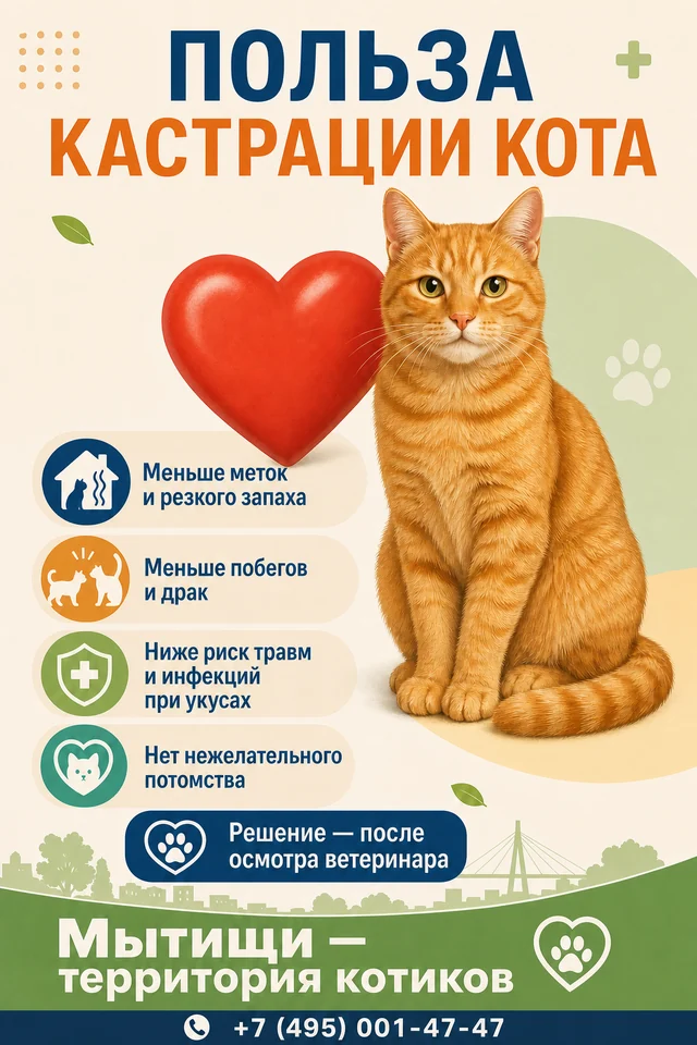 Плакат Польза кастрации кота с рыжим котом, сердечком и надписью Мытищи — территория котиков